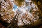 Forest Art Print