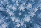 Frozen Art Print