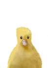 Duck Art Print