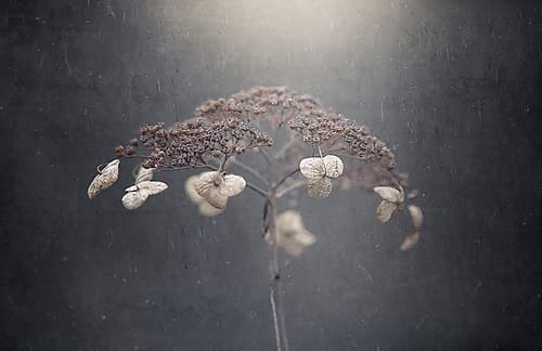 Withe Hydrangea Art Print