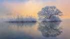 Ice tree Art Print