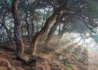 Holy light Art Print
