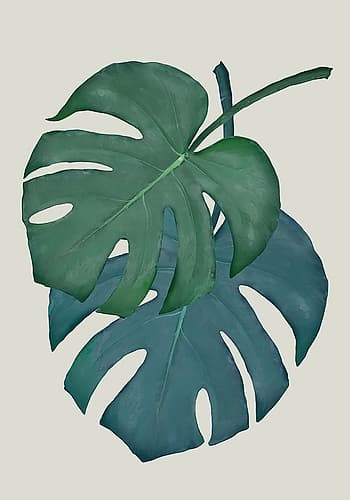 Monstera Aqua 06 Art Print