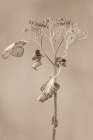 Withered Hydrangea_002 Art Print