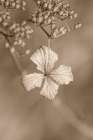 Withered Hydrangea_003 Art Print