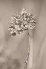 Withered Hydrangea_004 Botanical Print