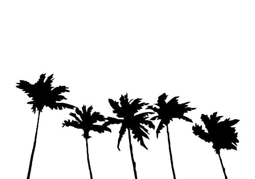 Palms White Beach Print