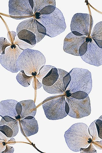 Botanical #37 Art Print by Lenka