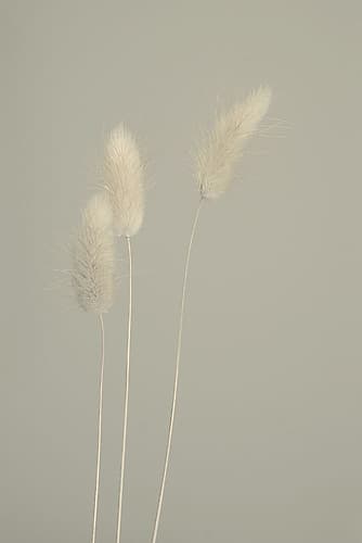 Pale Trio Art Print