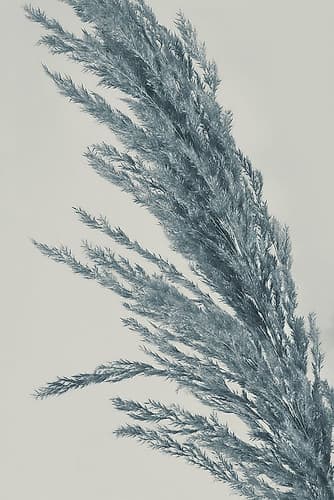 Soft Art Print
