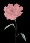 Peony 01 Art Print