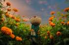 A Woman Picking Marigold Art Print