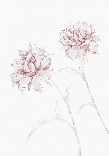 Peony 03 Art Print