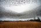 Flock of starlings Art Print