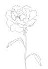 Peony Lines Art Print