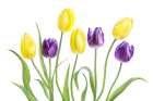 Tulip Art Print