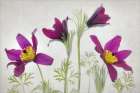 Pulsatilla Art Print