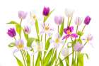 Tulipa Spring Art Print
