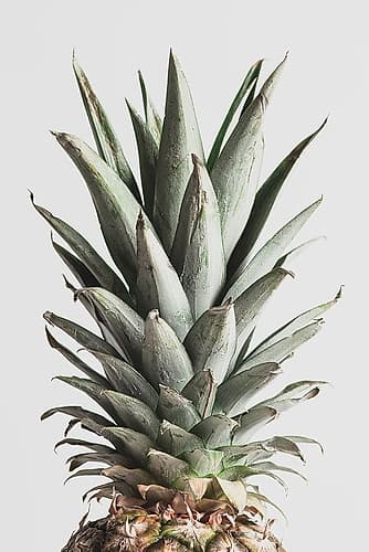 Pineapple Natural 02 Art Print by 1x Studio III
