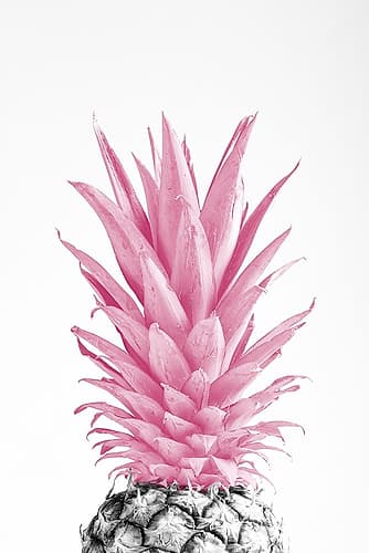 Pinapple Pink 03 Art Print by 1x Studio III
