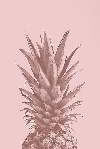 Pinapple Pink 05 Art Print by 1x Studio III