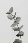 Eucalyptus Natural 06 Still Life Print