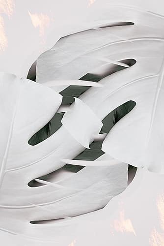 Monstera White 02 Art Print by 1x Studio III