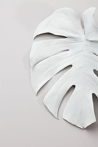 Monstera White 01 Art Print by 1x Studio III