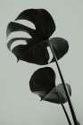 Monstera Teal 01 Still Life Print
