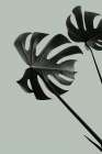 Monstera Teal 09 Still Life Print