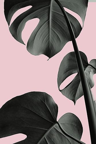 Monstera Pink No 03 Art Print by 1x Studio III