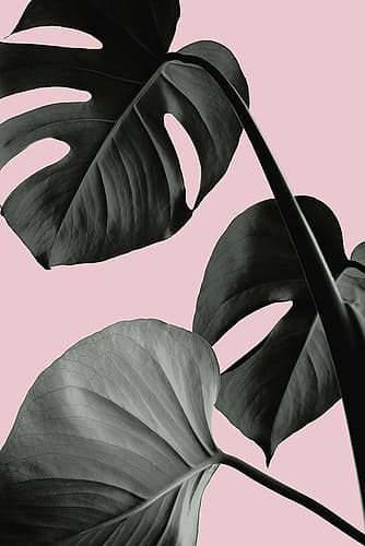 Monstera Pink No 04 Art Print by 1x Studio III