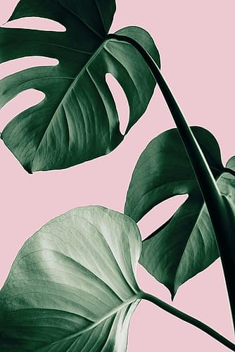 Monstera Pink No 07 Art Print by 1x Studio III