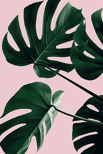 Monstera Pink No 08 Art Print by 1x Studio III