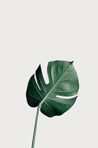 Monstera Natural 01 Art Print by 1x Studio III