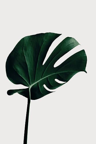 Monstera Natural 02 Art Print by 1x Studio III