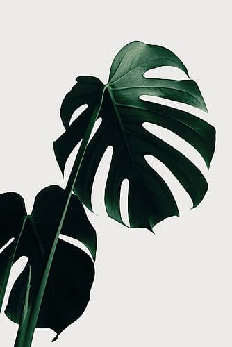 Monstera Natural 03 Art Print by 1x Studio III