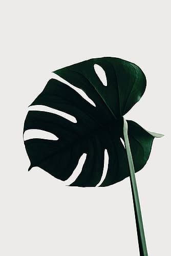 Monstera Natural 04 Art Print by 1x Studio III