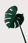 Monstera Natural 07 Still Life Print