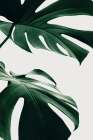 Monstera Natural 12 Still Life Print