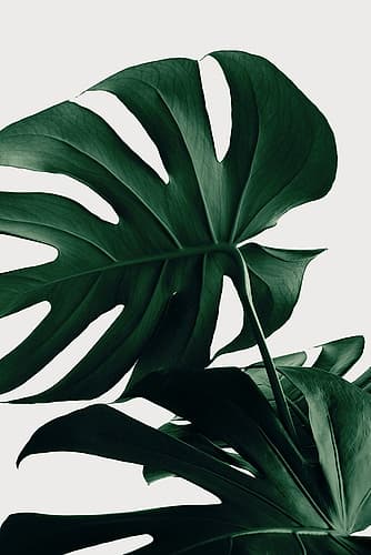 Monstera Natural 34 Art Print by 1x Studio III