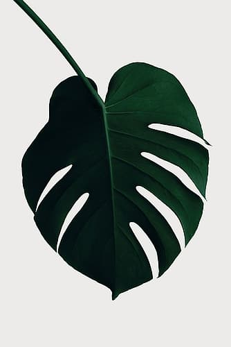 Monstera Natural 35 Art Print by 1x Studio III