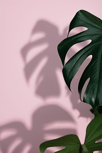 Monstera Pink 09 Art Print by 1x Studio III