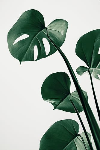 Monstera Natural 38 Art Print by 1x Studio III