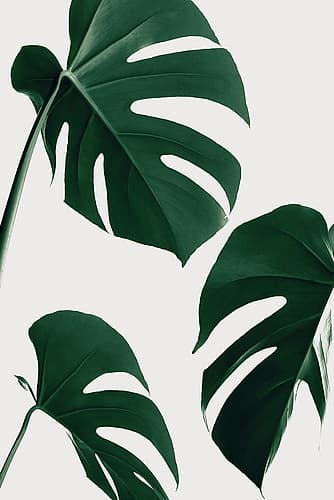 Monstera Nautral 39 Art Print by 1x Studio III