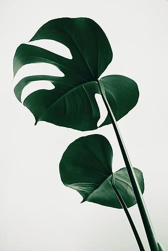 Monstera Natural 41 Art Print by 1x Studio III