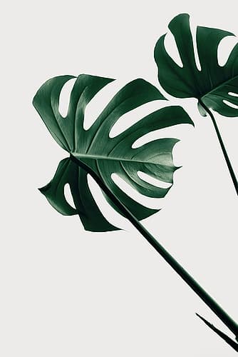 Monstera Natural 47 Art Print by 1x Studio III