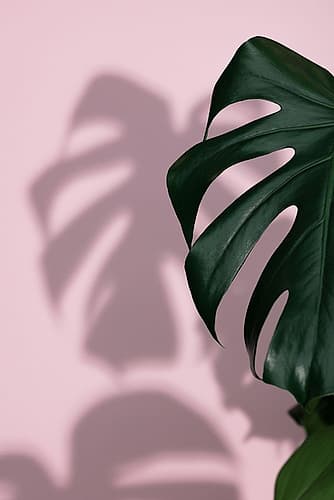Monstera Pink 10 Art Print by 1x Studio III