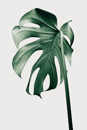 Monstera Natural 44 Art Print by 1x Studio III