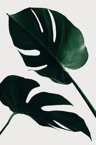 Monstera Natural 45 Art Print by 1x Studio III